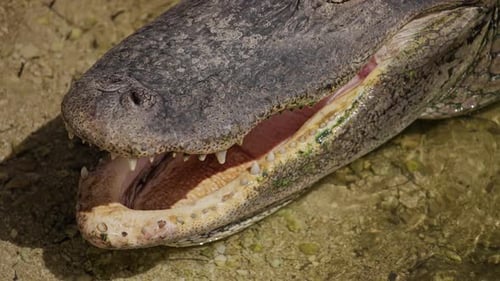 Alligator with Open Mouth Showing Teeth Florida