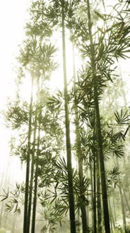 Towering Bamboo Trees in Dense Forest Vertical