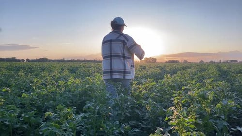 Woman Farmer and the Beauty of Potato Fields at Golden Hour