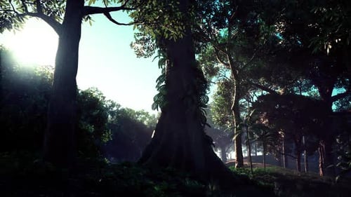 Sun Shines Through Trees in Forest