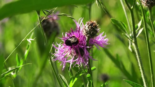 Nahaufnahme einer Hummel, die Nektar sammelt
