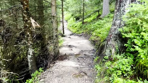 View From Tourist Walking in Alpine Forest on Summer Day Hiker Traveler Hikking with Beautiful