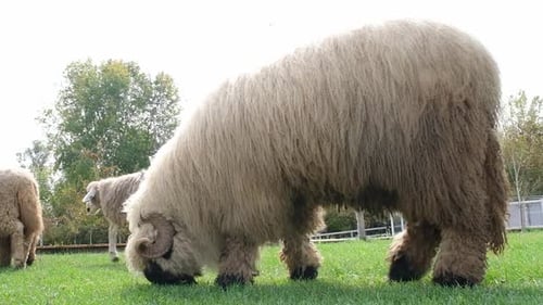 Shorn sheep resting in grassy field, calmly observing the surroundings