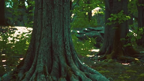 Asian Tropical Rainforest with Moss