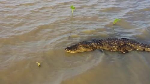 Crocodiles in Sri Lanka