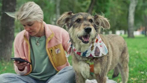 Dog Standing in Park as Woman Petting Him and Checking Smartphone