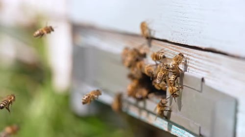 Brood of bees crawling in and around the hive entering slot.