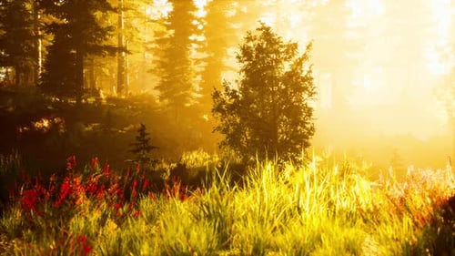 Profondeur d'une forêt de conifères avec la lumière magique du soleil passant entre les arbres