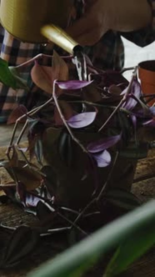 Woman Waters Wandering Jew Houseplant with Watering Can