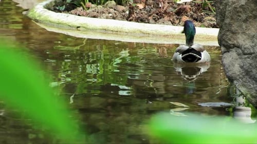 Two Male Mallard Ducks Swimming In The Lake At Summer. - close up, static