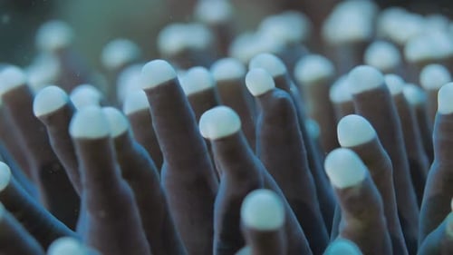 Sea Anemone at Bottom of Turquoise Sea Water in Philippines