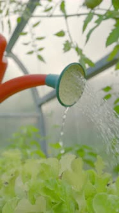 Vertical of Male Gardener Waters Vegetables on Garden Bed Closeup