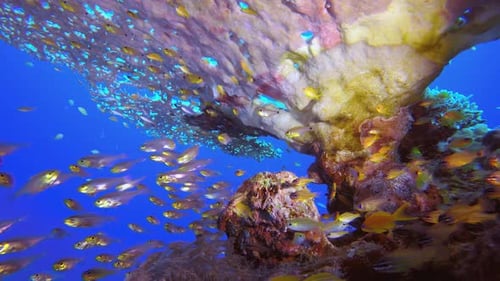 Underwater Sea Coral Reef