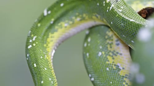 Close-up of a green tree python with detailed scales and vibrant colors on a soft blurred background