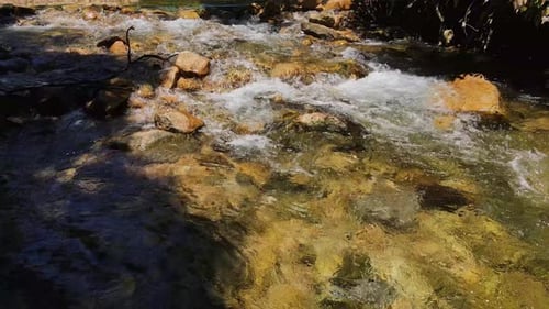 Panning Shot of a river bed with water running gently through a jungle rain forest with strong sunli