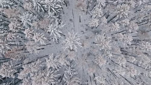 Top down view of white forest in winter, Poland.