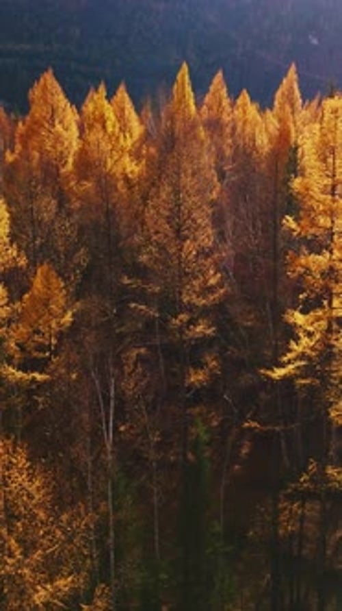 Vibrant Autumn Foliage Showcases Golden Trees in a Serene Forest Setting