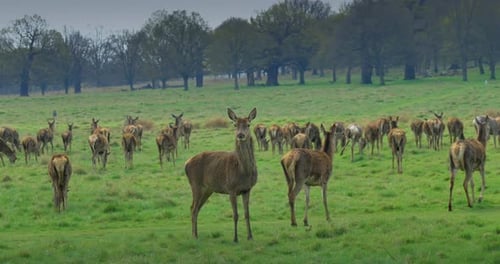 A close up view of an Alpha female red deer and its herd in the background.