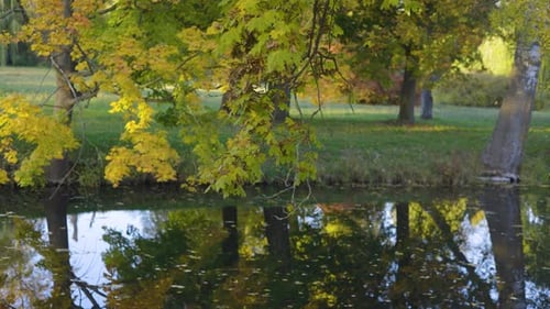 Sonnenbeschienene Zweige mit gelbgrünen Blättern erstrecken sich über einen ruhigen, dunklen See. Sanfte Reflexionen schimmern