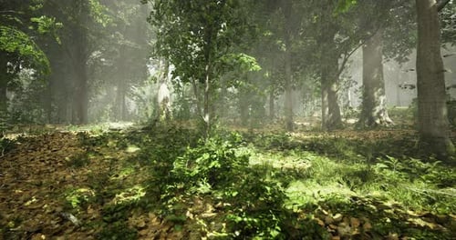 Lush Green Forest with Sunlight Filtering Through Trees During Daytime