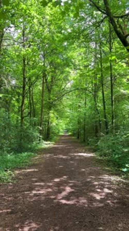 Forest trail with lush green trees and sunlight filtering through the canopy in Switzerland