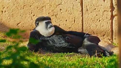 Colobus Monkey Resting in the Sunshine