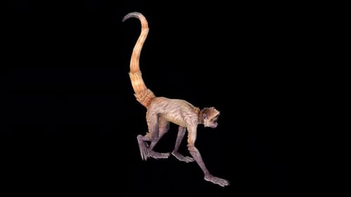 Wild Monkey Walk Idle