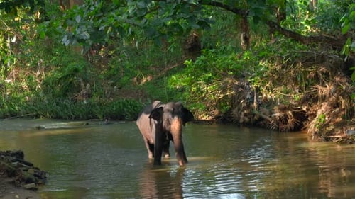 Little Elephant in River Action Baby Elephant is Playing in River in Jungle Little Elephant is