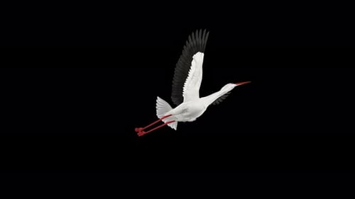 White Stork Bird - Flying Loop - Low Angle View Close Up - Alpha Channel