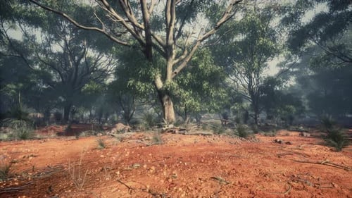 Australian Outback with Trees and Yellow Sand
