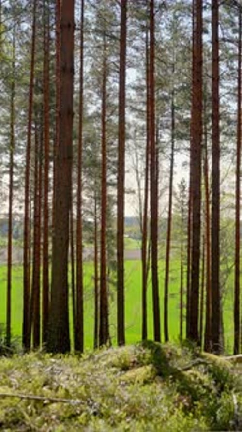Tall Pine Trees in Finnish Forest with Spring Sunlight and Green Field
