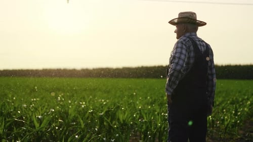 Senior Farmer Stands in Golden Corn Field