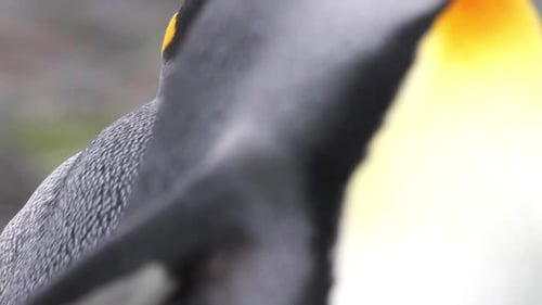 Close-Up of Majestic King Penguin Head