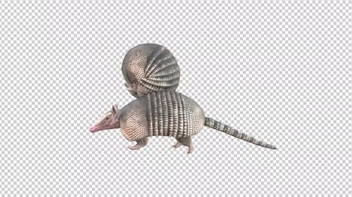 Two Armadillo Idle Alpha Channels