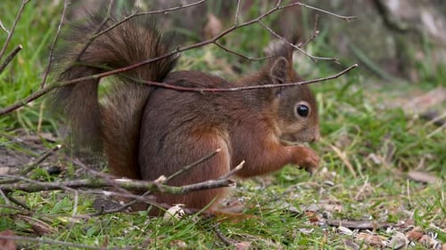 Rotes Eichhörnchen sitzt neben einem Baum und ernährt sich von Nüssen. Nahaufnahme.