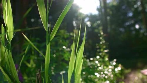 Stängel und Blätter von Schilf am Waldrand. Sonnenstrahlen machen