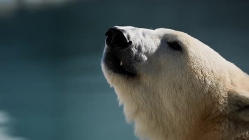 Wunderschöne Porträtaufnahmen von Eisbären in Naturlandschaft in der Nähe von kaltem Wasser des Ozeans schwimmen
