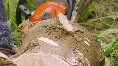 Holzfäller, der den Holzstamm nach dem Schneiden mit der Kettensäge auf den Boden legt, fertig zum Würzen und
