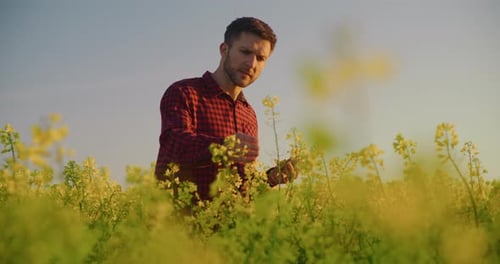 Agricultor inspecionando o campo de canola em busca de doenças