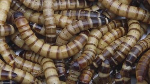 Les vers de farine géants ou Morios, les larves du coléoptère noir.