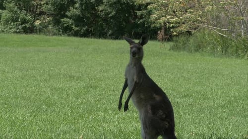 Solo Eastern Grey Kangaroos Relaxing In Lush Green Field