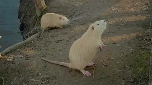 Weiße Nutria erkunden schlammige Ufer in der Nähe des Wasserrandes bei Tageslicht