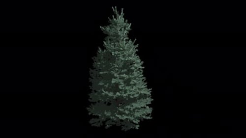 Animated Abies Concolor Tree Wind With Transparent Background. Alpha Channel In 4k (2)