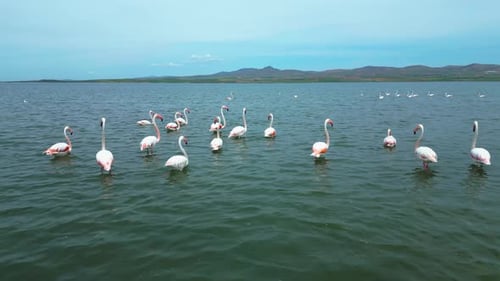 Several Groups of Flamingos in the Water