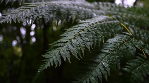 Makro-Farnwedel mit Wassertröpfchen im Lorbeerwald von Madeira