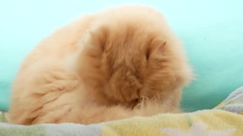 Close-up Persian cat washes and licks her body with 4k resolution.