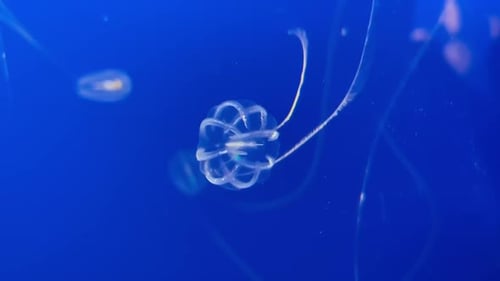 Medusa de grosella marina bajo el agua mostrando su colorida luz bioluminiscente.