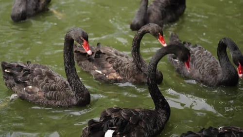 Zeitlupe eines schwarzen Schwans, der in einem Teich schwimmt