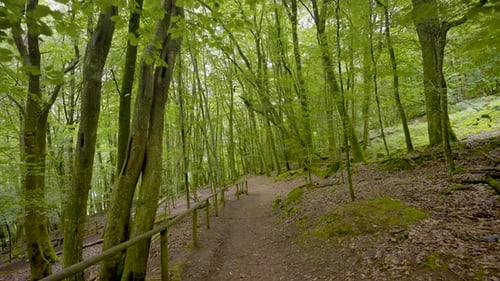 Sanfter Spaziergang durch einen ruhigen Waldspaziergang