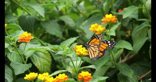 Monarch Butterfly. danaus plexippus, Butterfly standing on Flower, Slow Motion 4K